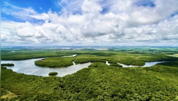 Amazon rainforest