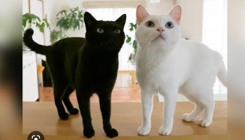 black cat whit cat