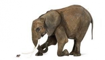 elephant