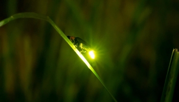 firefly; glowworm; lightning bug