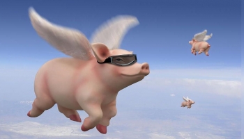 when pigs fly