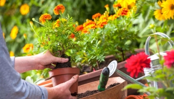 growing flowers