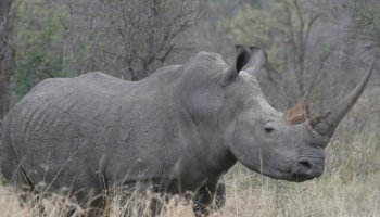  gray rhinoceros