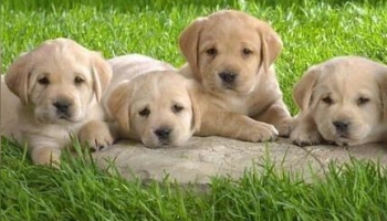 Labrador, Canada; Labrador (a breed of dog)