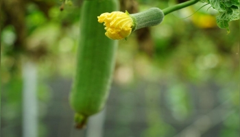 luffa (loofah)