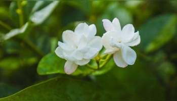 jasmine