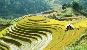 stepped fields; terracing